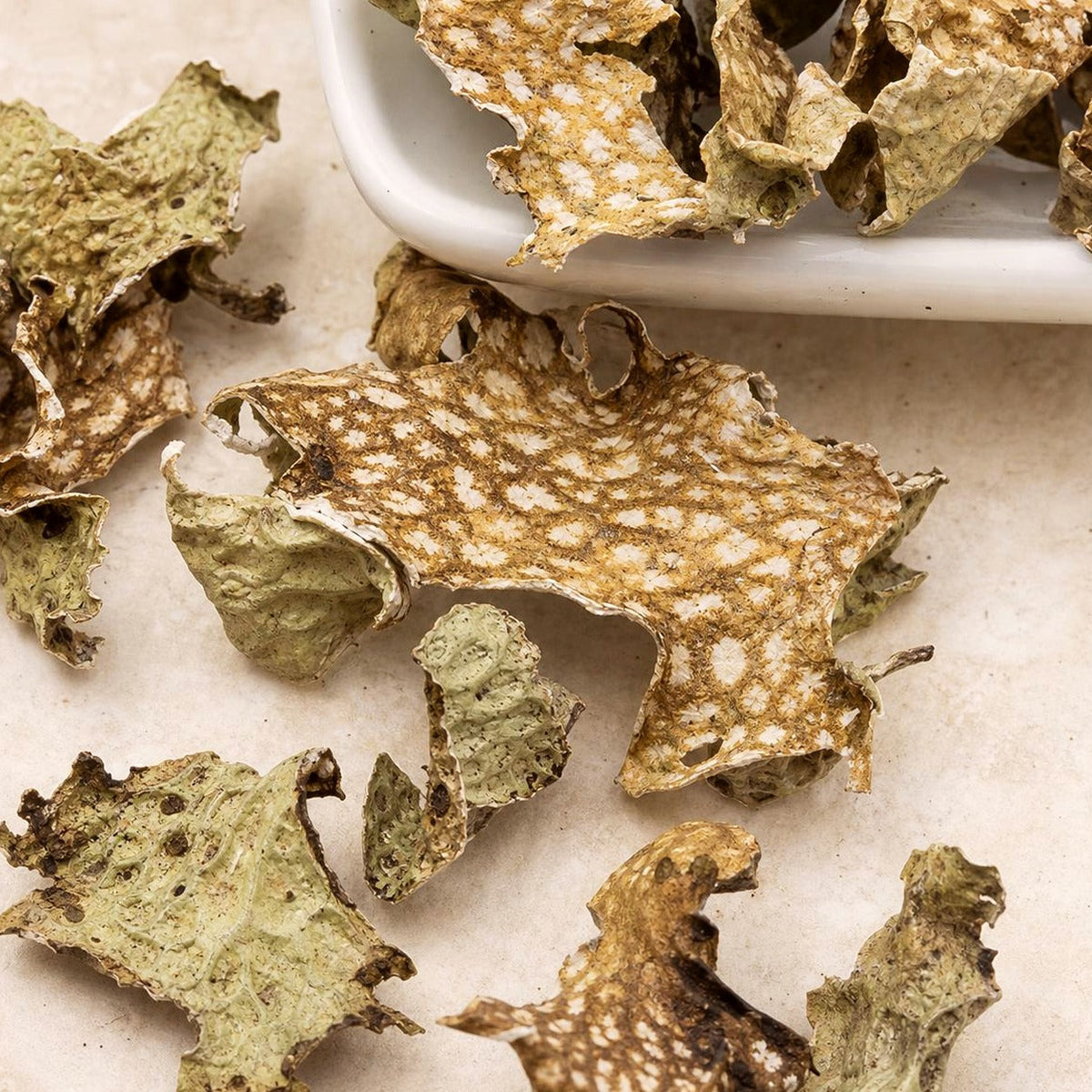 Lungwort Herb | Pulmonaria | Cut & Sifted Botanical | Wild Crafted