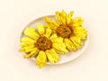 Yellow Lotus Flowers | Nelumbo lutea | Whole Dried Flowers | Wild Crafted