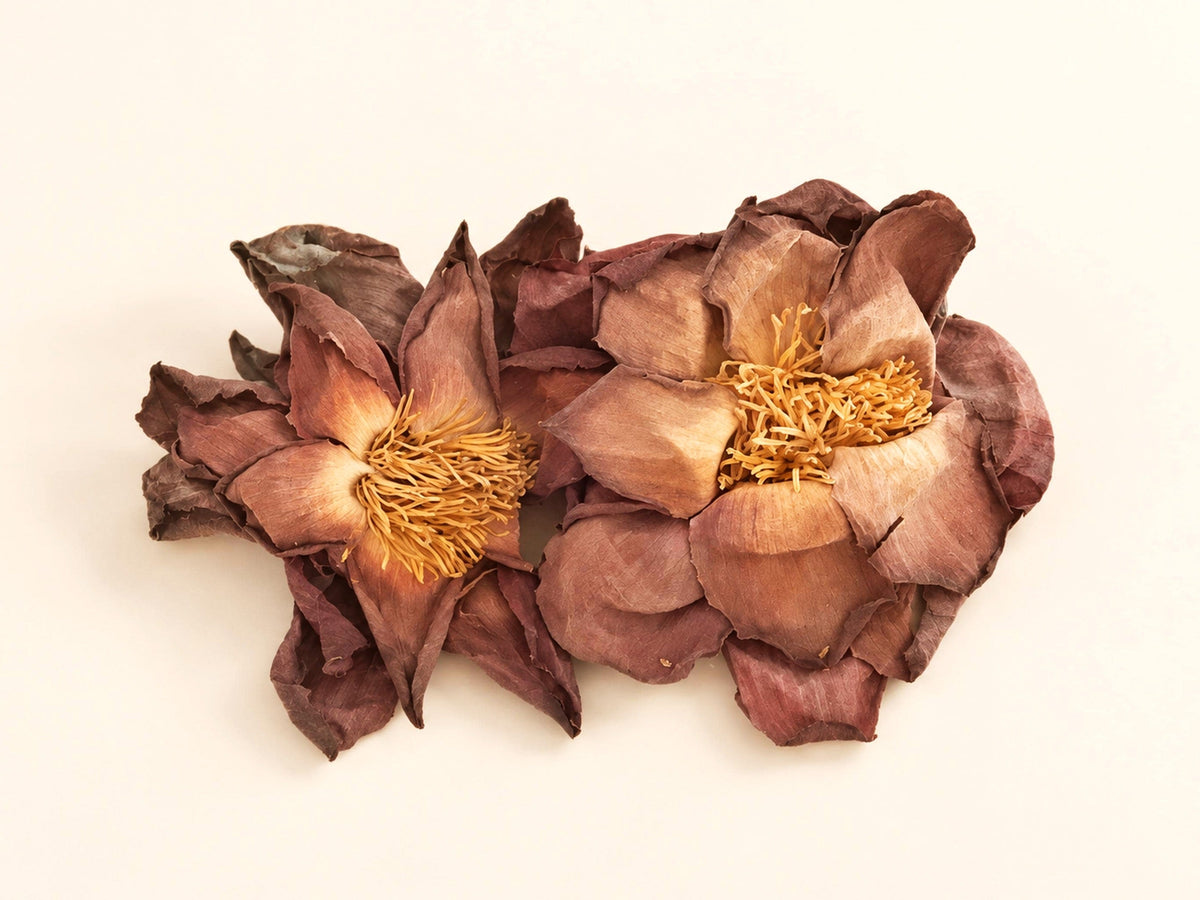 Sacred Pink Lotus Flowers | Nelumbo nucifera | Whole Dried Botanical (2 Pack)