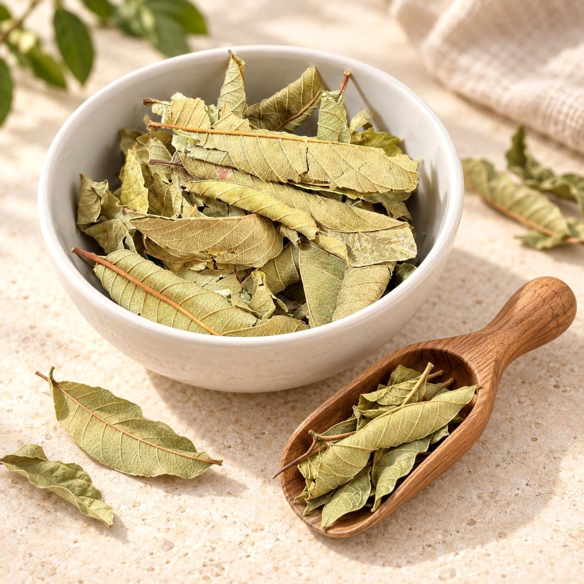 Hoja de Guayaba | Guava Leaves