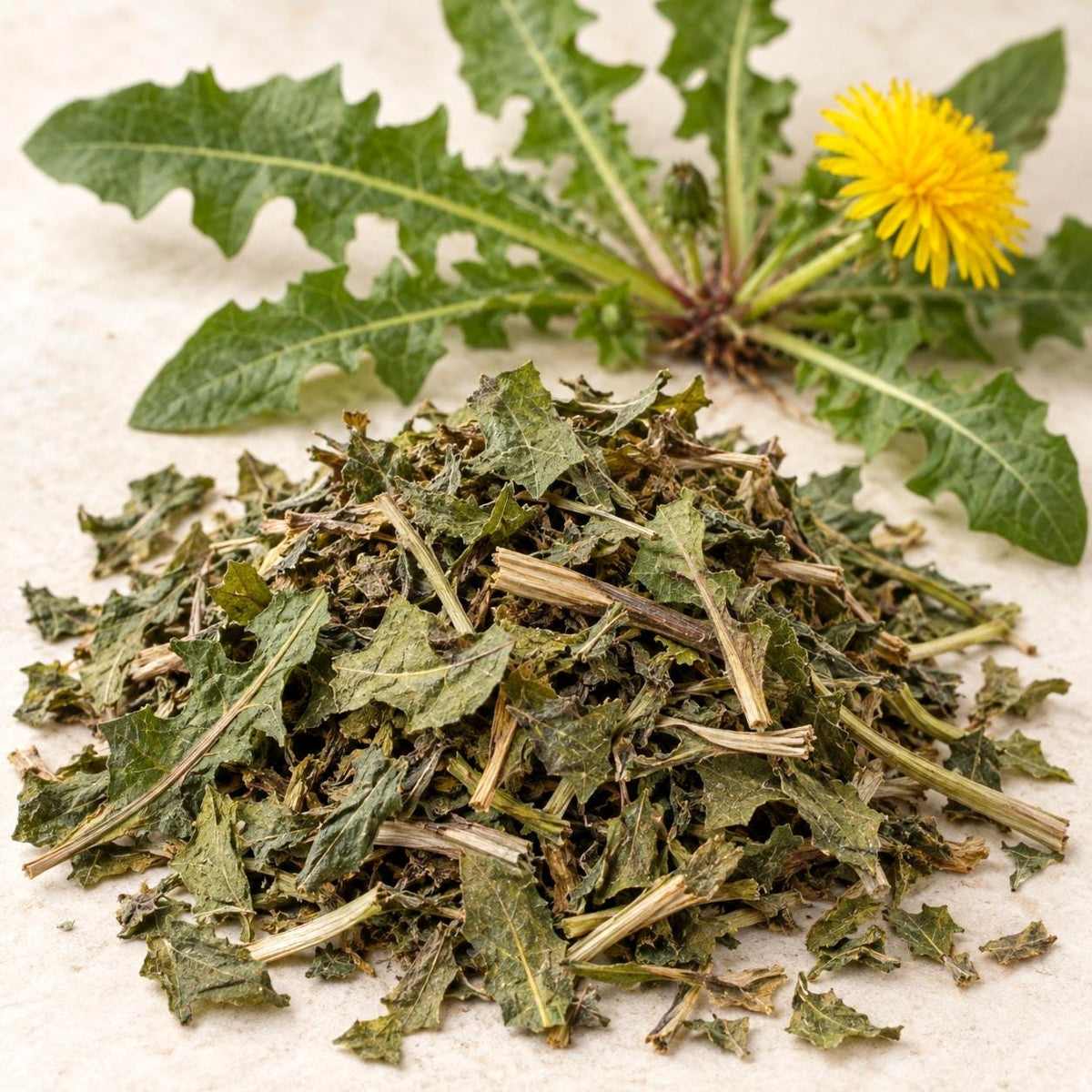 Dandelion (Diente de Leon) Herb