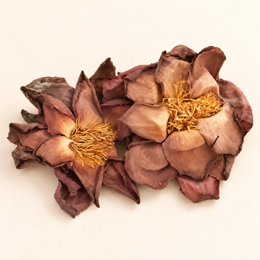 Sacred Pink Lotus Flowers — alternate view